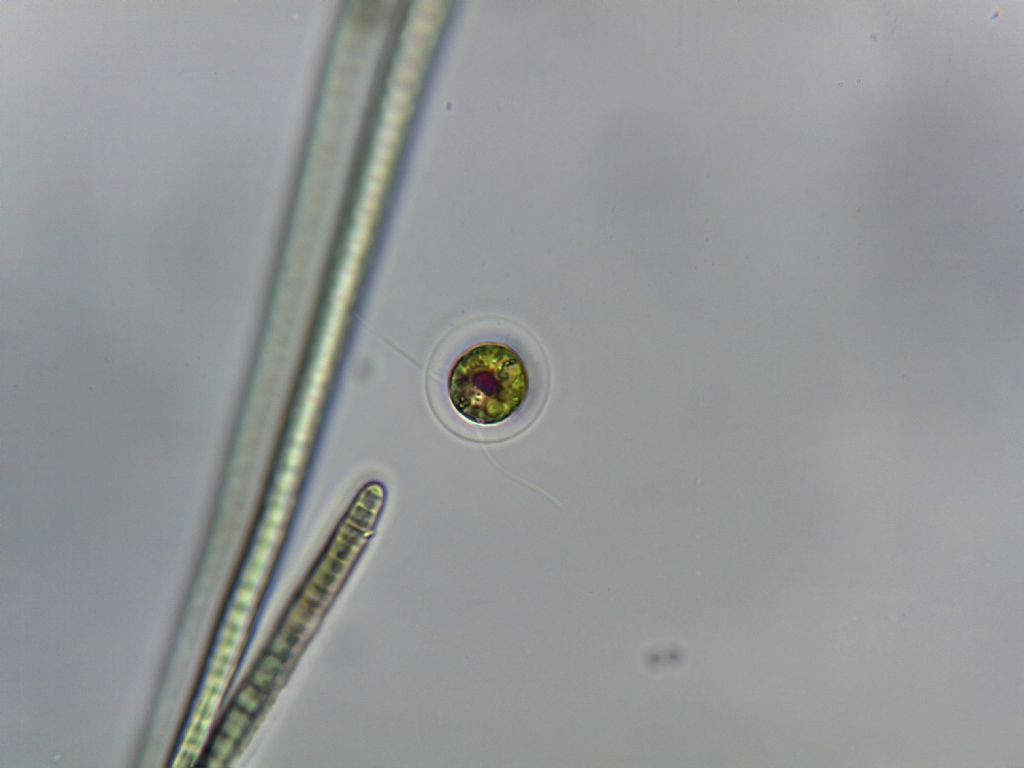 Haematococcus pluvialis (forma vegetativa flagellata)